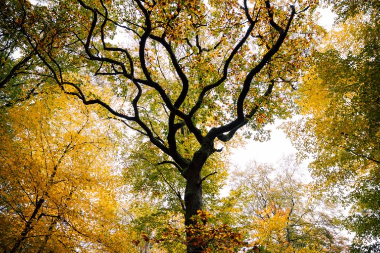 Wir wollen ein gesundes Stadtklima – Fragen zum Zustand unserer innerstädtischen Bäume