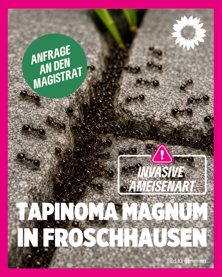 Grüne thematisieren massiven Befall der invasiven Ameisenart Tapinoma magnum in Froschhausen – Anfrage an den Magistrat gestellt